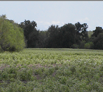 Food plot area