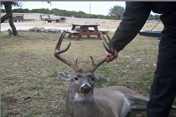 Buck 9