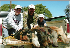 Hogs