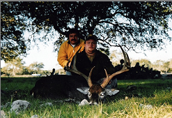 Whitetail