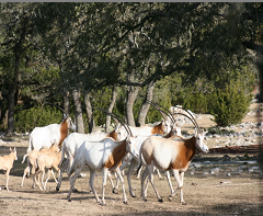 Aoudad