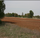 Food Plot